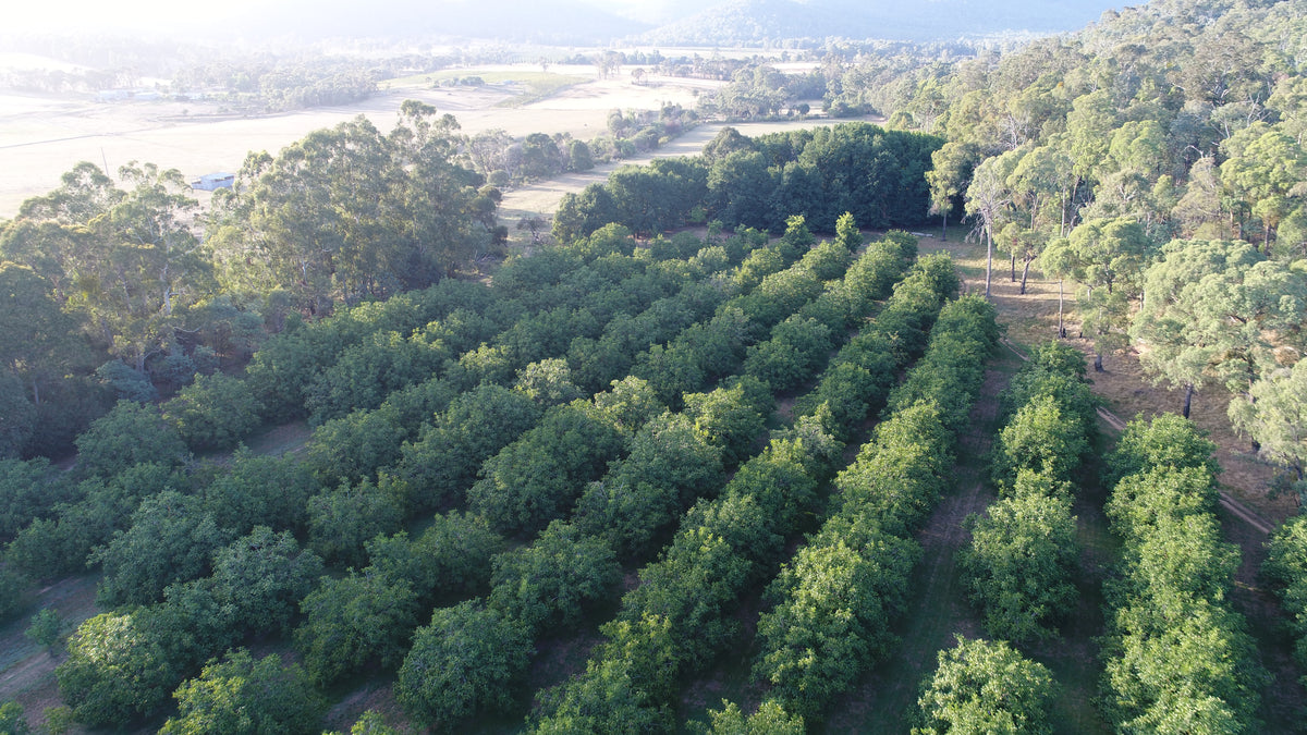 King Valley Walnuts orchard from above, Myrrhee Victoria